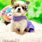 Teacup Chihuahua Gigi