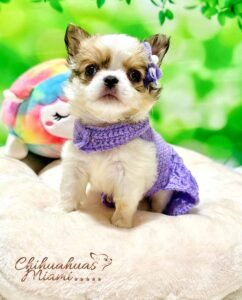 Teacup Chihuahua Gigi