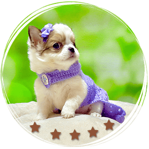 Teacup Chihuahua Gigi