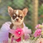 Teacup Chihuahua Hanna