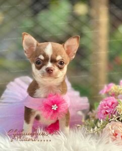 Teacup Chihuahua Hanna
