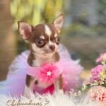 Teacup Chihuahua Hanna