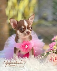 Teacup Chihuahua Hanna