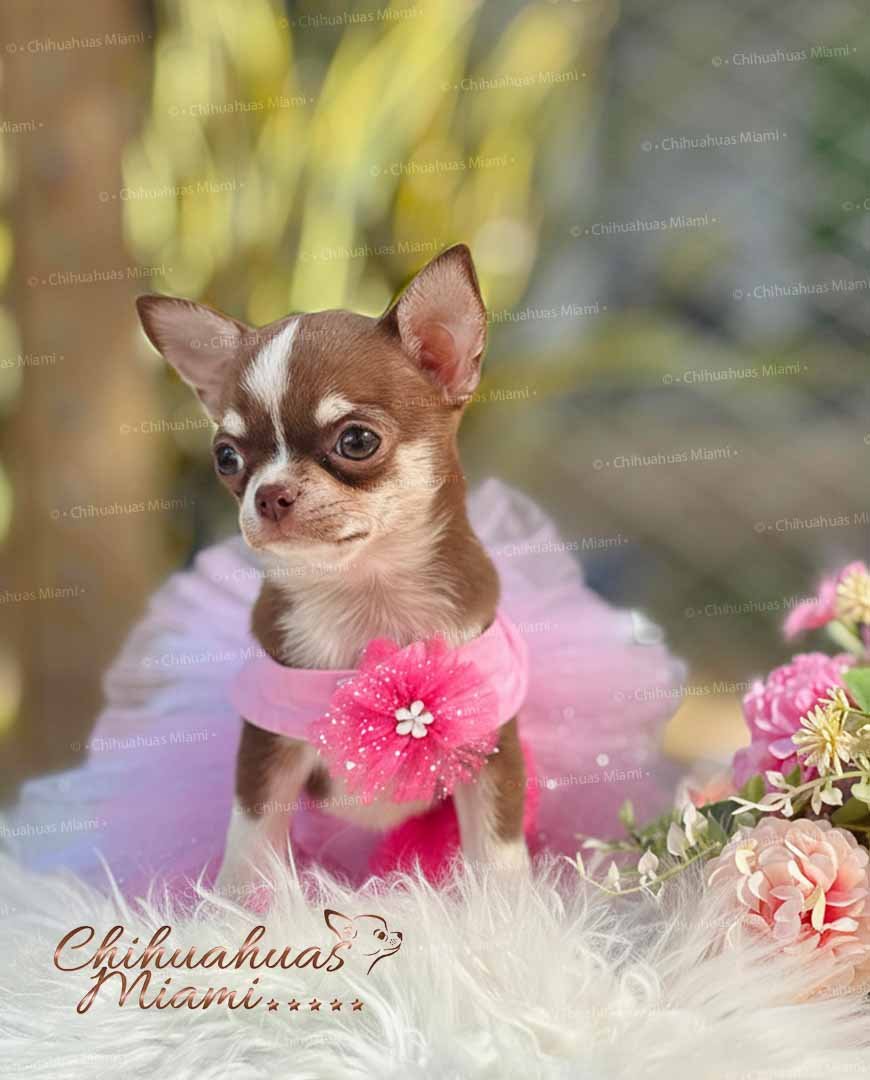 Teacup Chihuahua Hanna