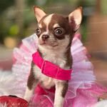 Teacup Chihuahua Hanna