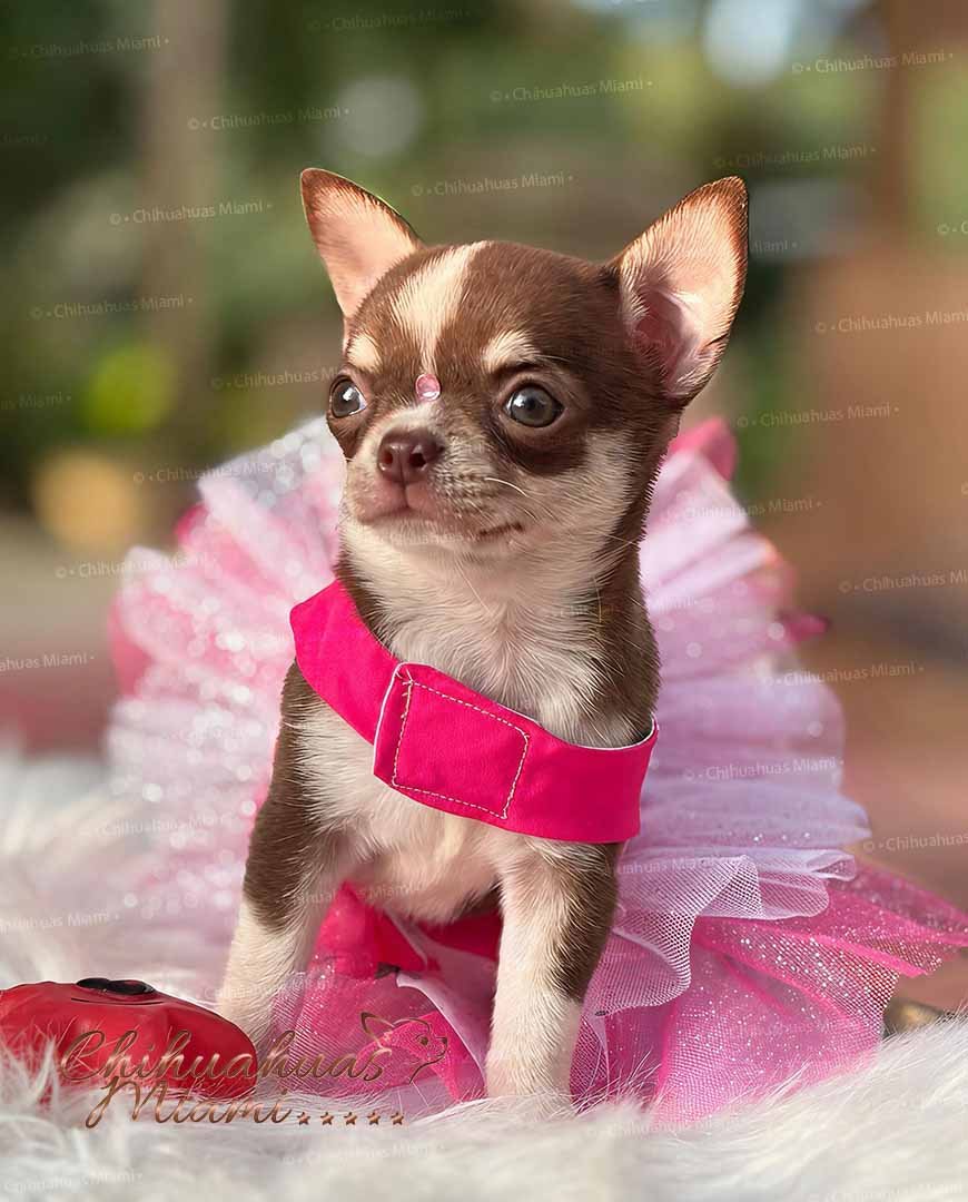 Teacup Chihuahua Hanna