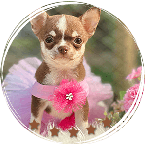 Teacup Chihuahua Hanna