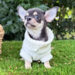 Teacup Chihuahua Harry