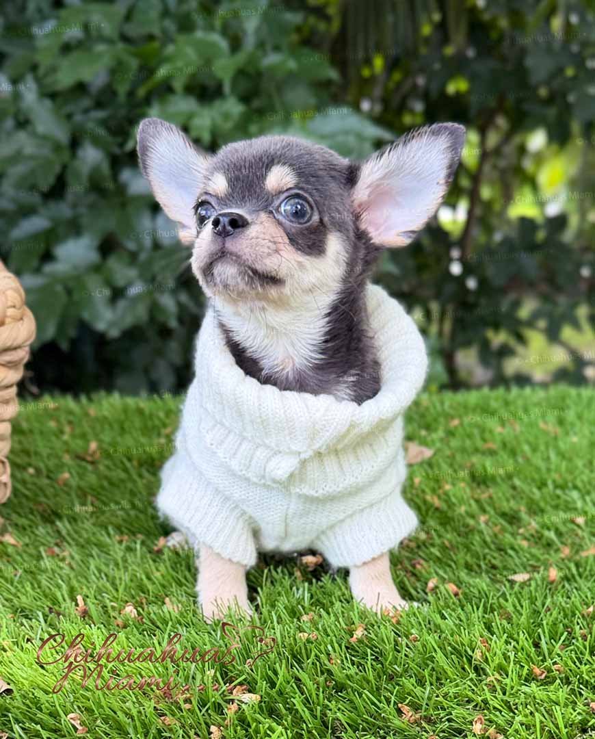 Teacup Chihuahua Harry
