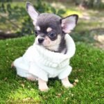 Teacup Chihuahua Harry
