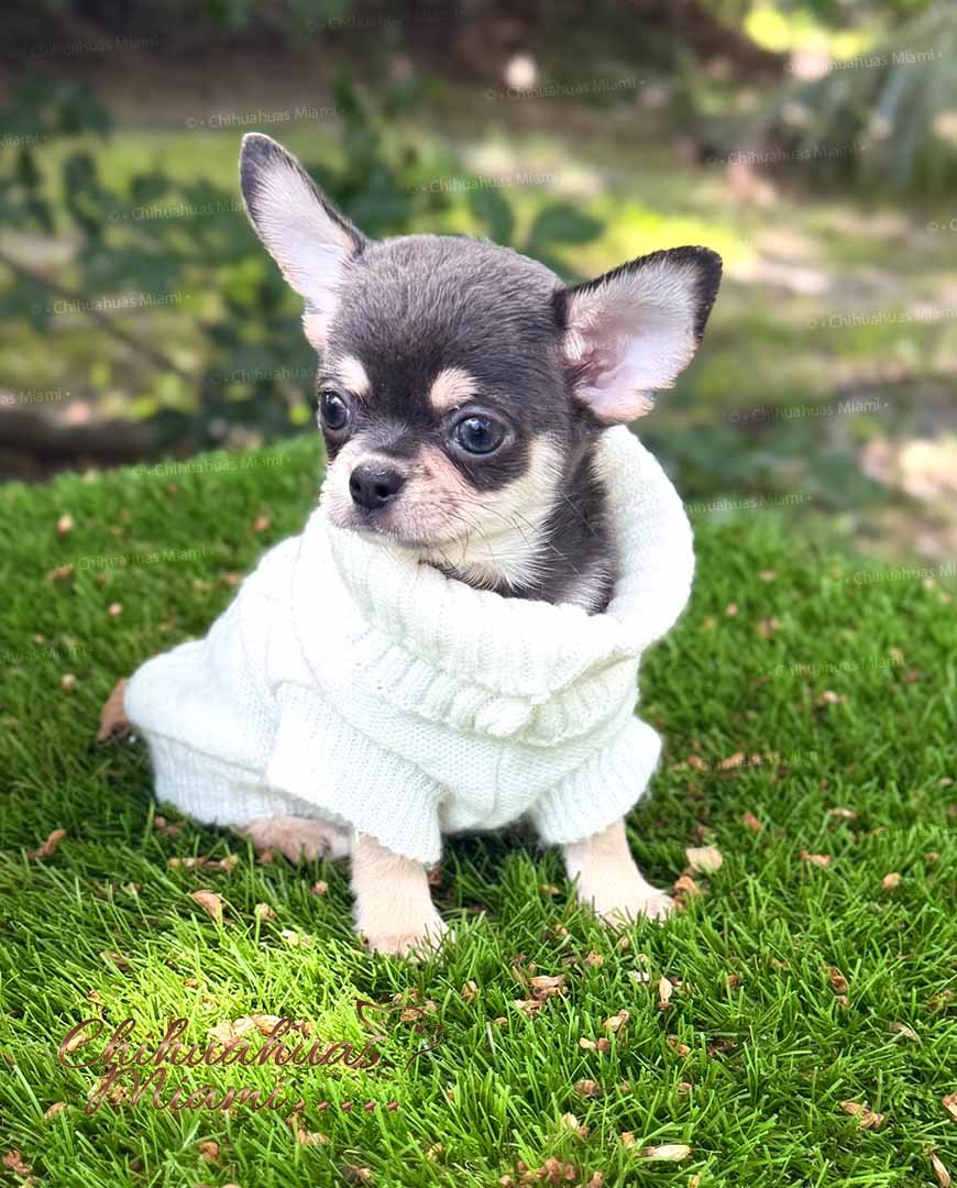 Teacup Chihuahua Harry