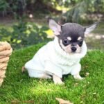 Teacup Chihuahua Harry