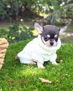 Teacup Chihuahua Harry