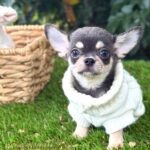 Teacup Chihuahua Harry