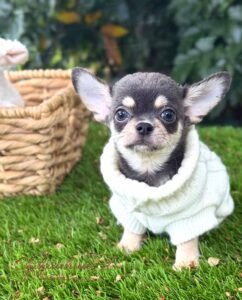Teacup Chihuahua Harry
