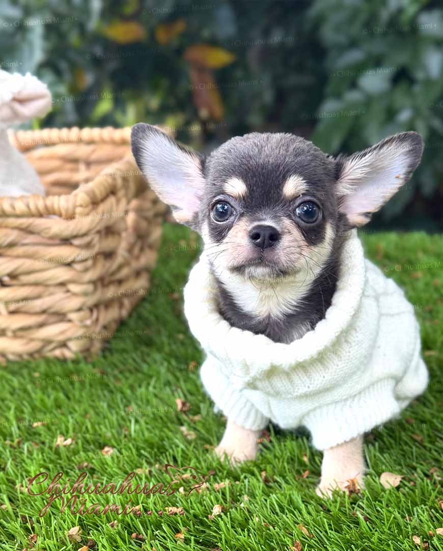 Teacup Chihuahua Harry