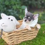 Teacup Chihuahua Harry