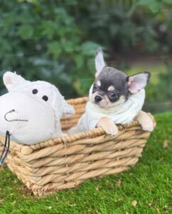 Teacup Chihuahua Harry