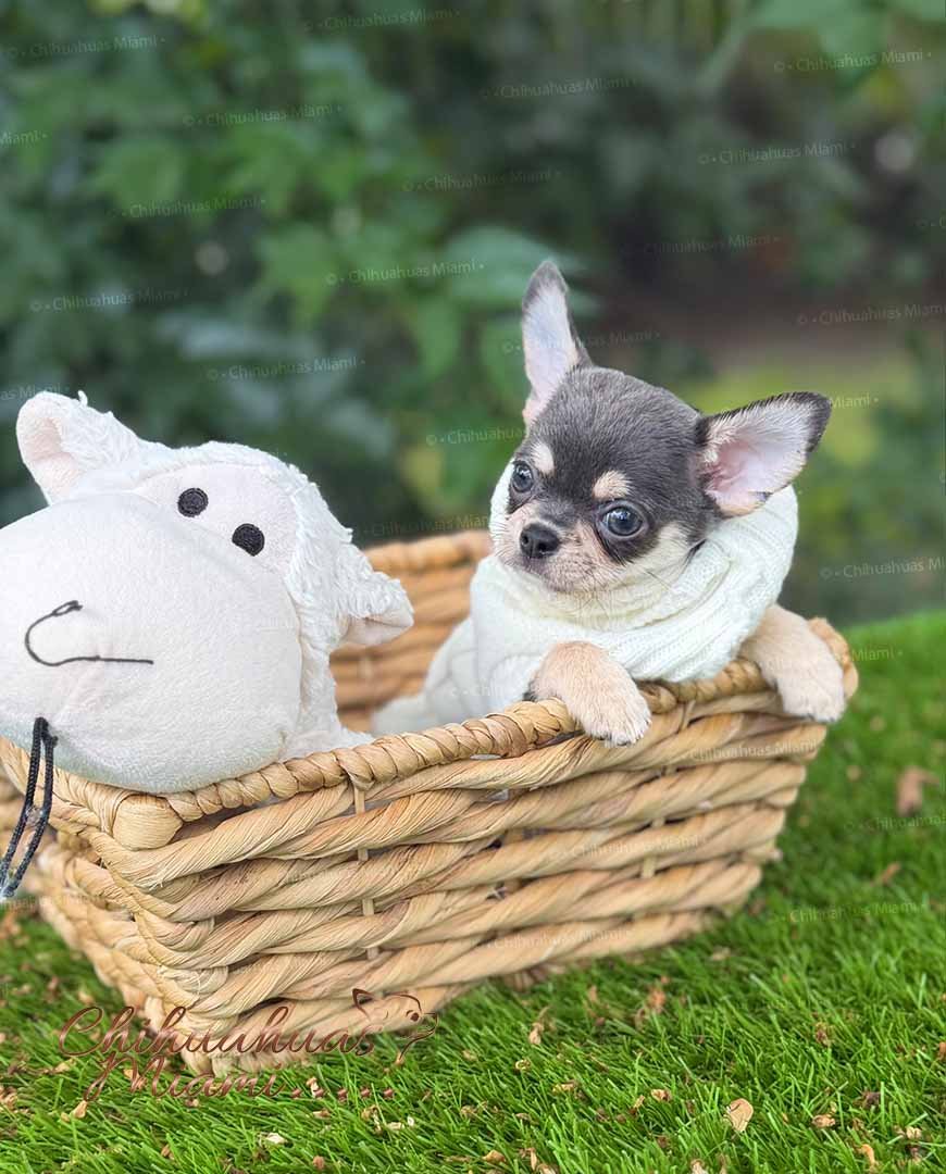 Teacup Chihuahua Harry