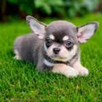 Teacup Chihuahua Harry