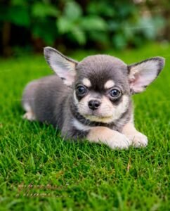 Teacup Chihuahua Harry