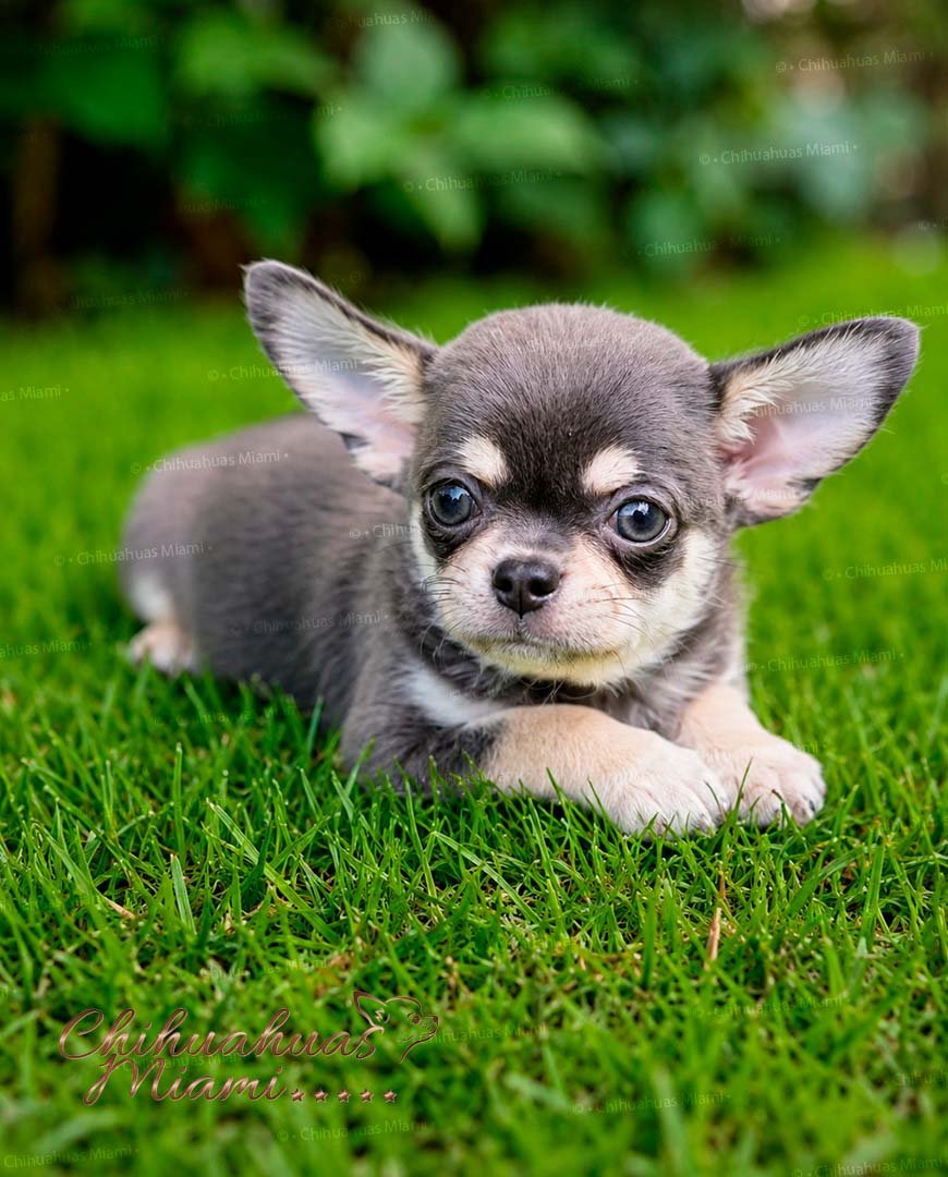 Teacup Chihuahua Harry