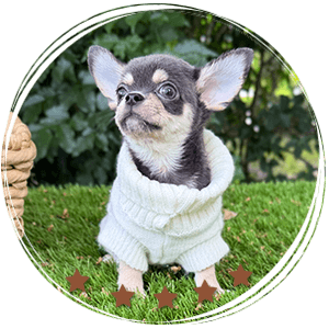 Teacup Chihuahua Harry