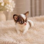 Teacup Chihuahua Hazel