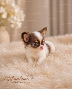 Teacup Chihuahua Hazel