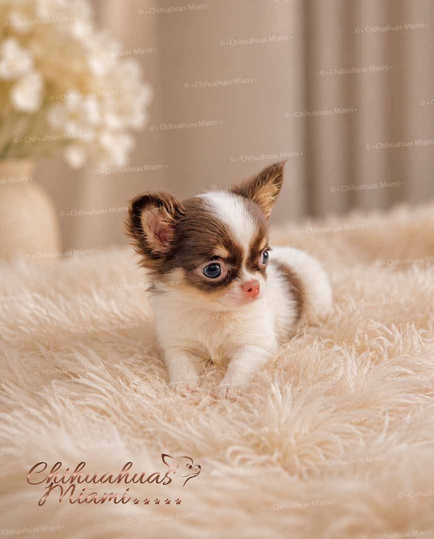 Teacup Chihuahua Hazel