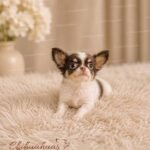 Teacup Chihuahua Hazel