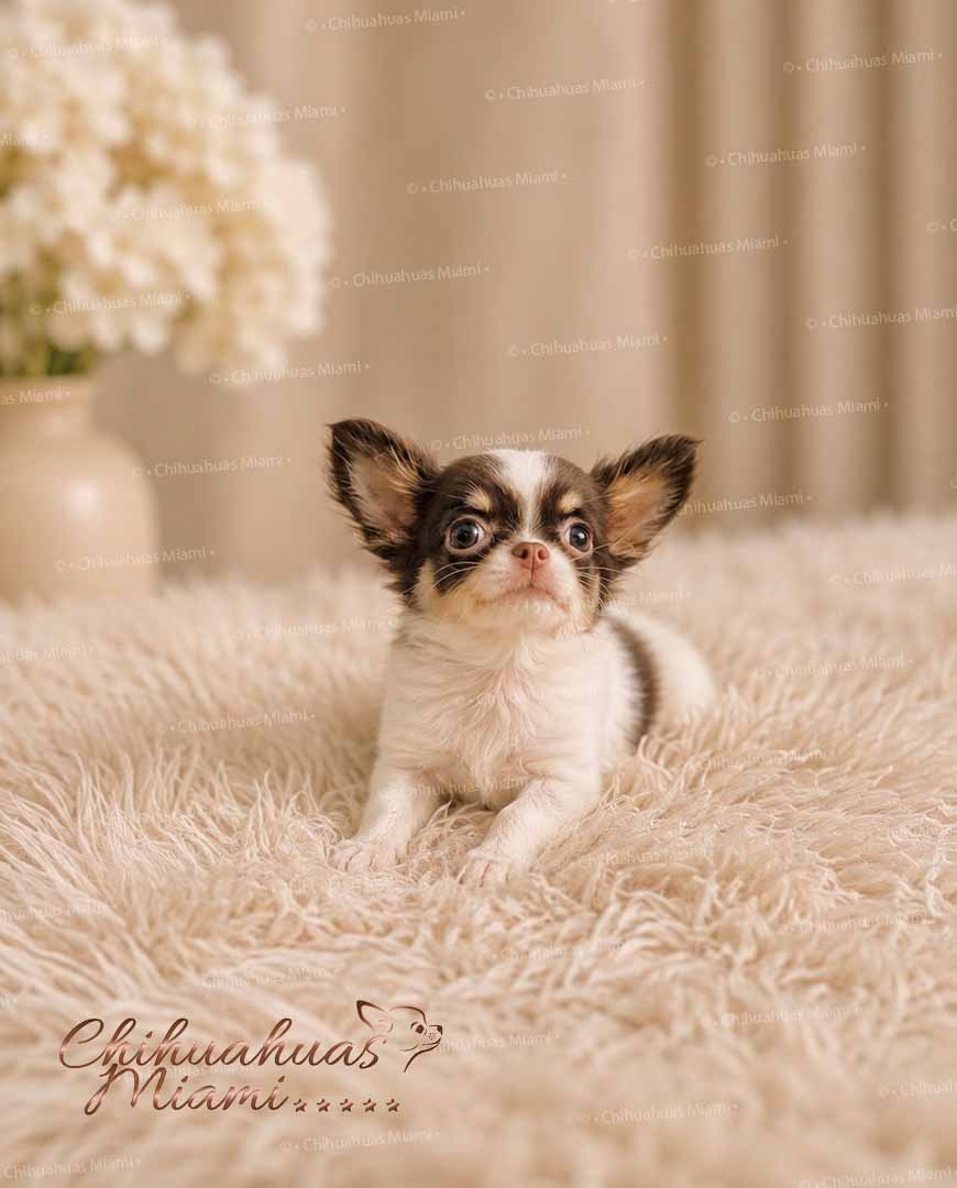 Teacup Chihuahua Hazel