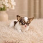 Teacup Chihuahua Hazel