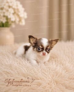 Teacup Chihuahua Hazel