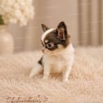 Teacup Chihuahua Hazel