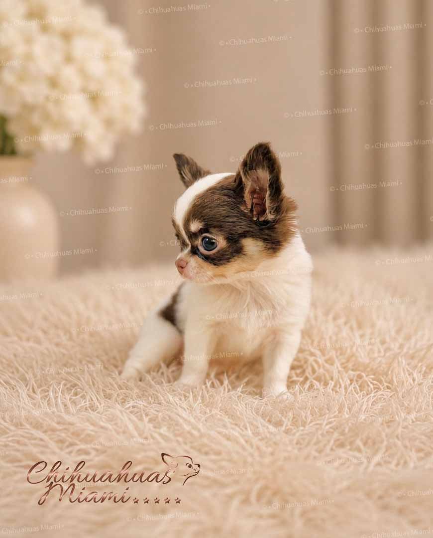 Teacup Chihuahua Hazel