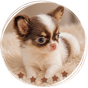 Teacup Chihuahua Hazel