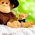 Teacup Chihuahua Hermes
