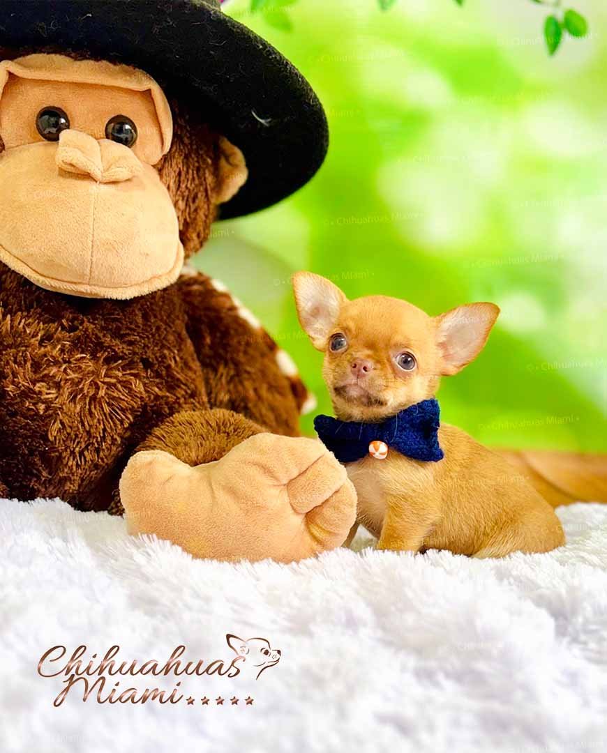 Teacup Chihuahua Hermes