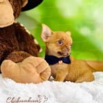 Teacup Chihuahua Hermes