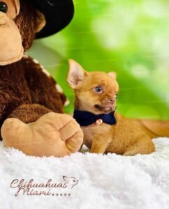 Teacup Chihuahua Hermes