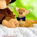 Teacup Chihuahua Hermes