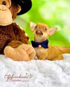 Teacup Chihuahua Hermes