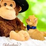 Teacup Chihuahua Hermes