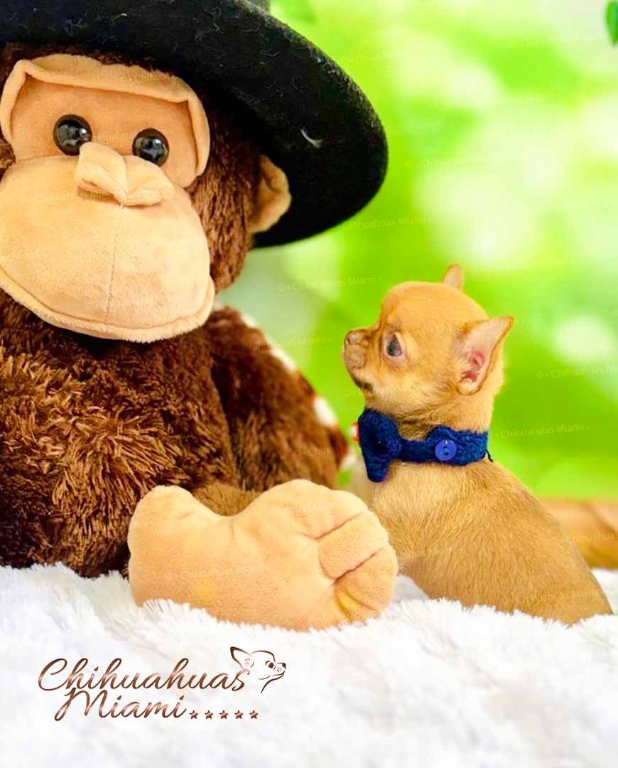 Teacup Chihuahua Hermes