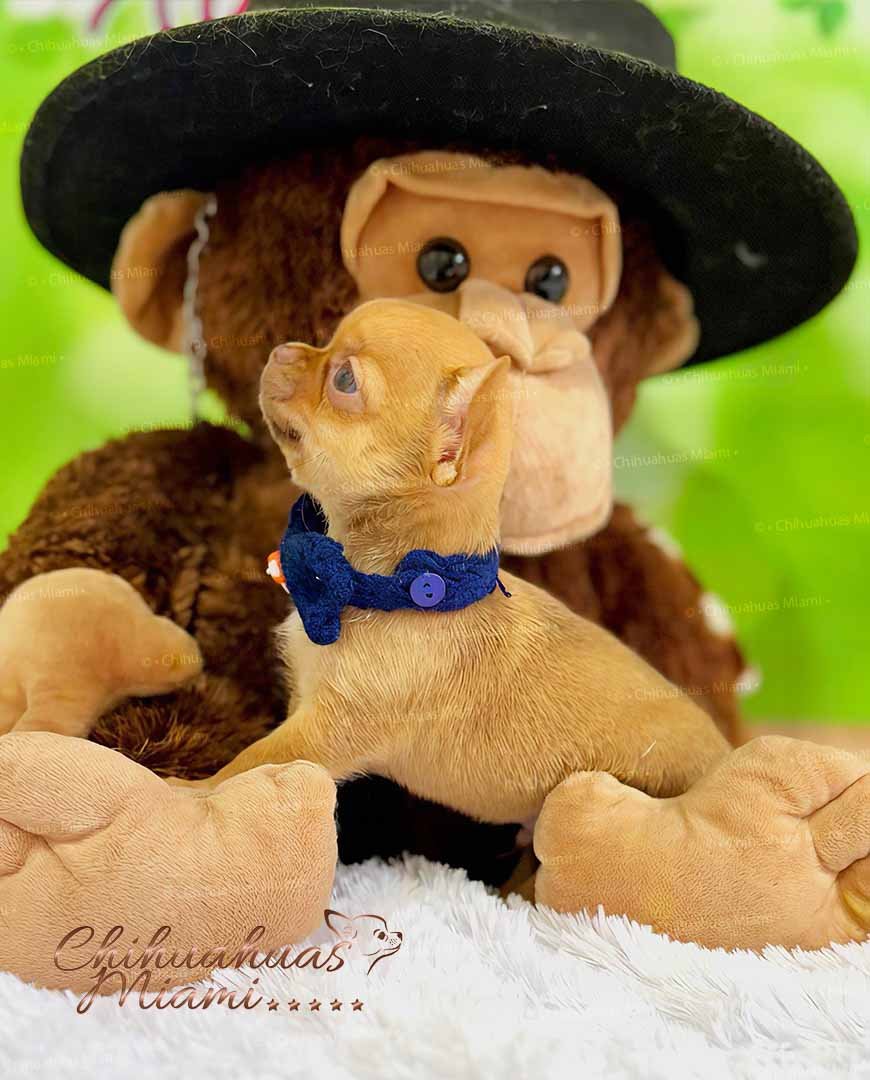 Teacup Chihuahua Hermes