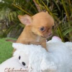 Teacup Chihuahua Hermes