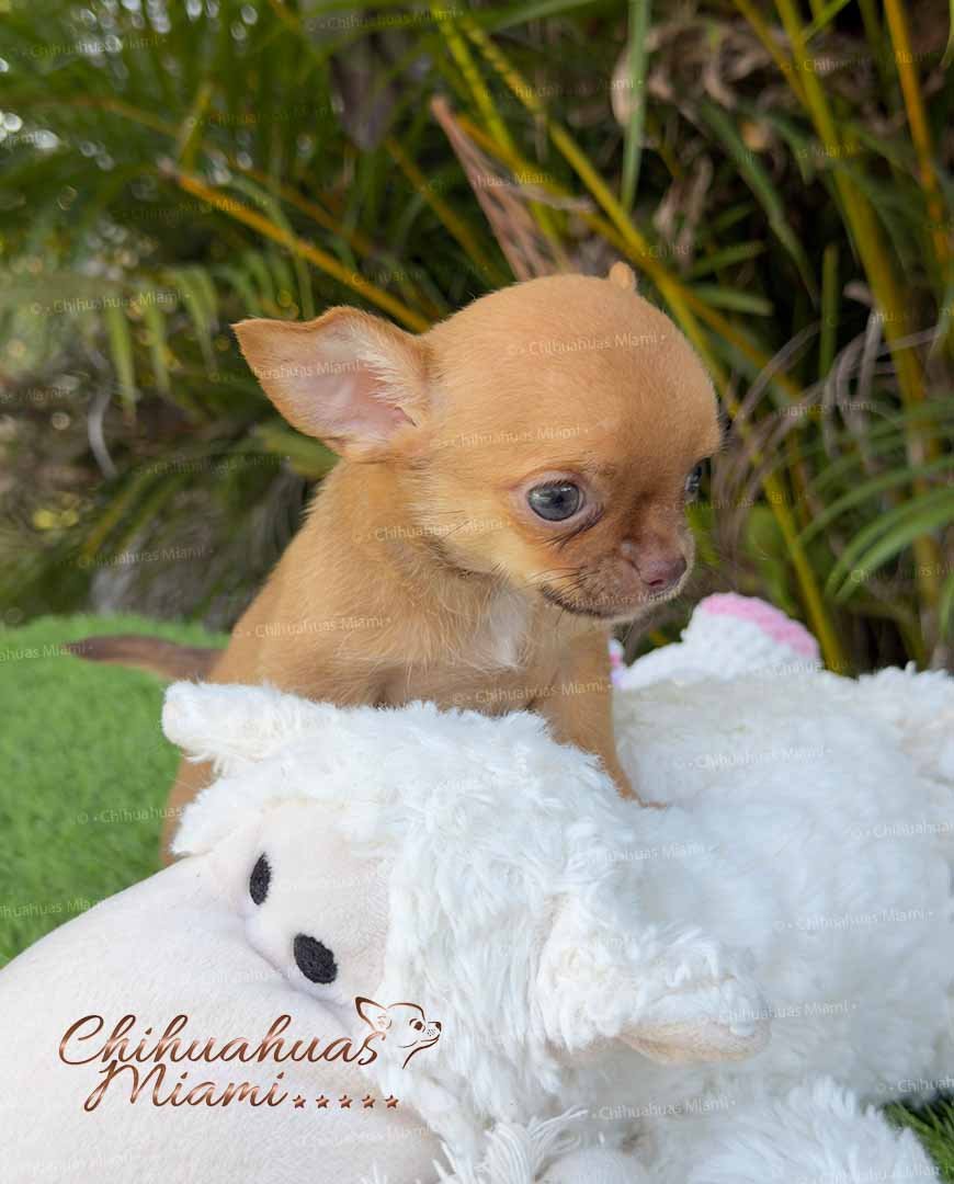 Teacup Chihuahua Hermes