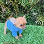 Teacup Chihuahua Hermes