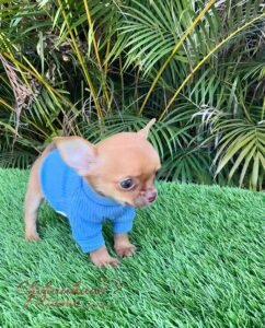 Teacup Chihuahua Hermes